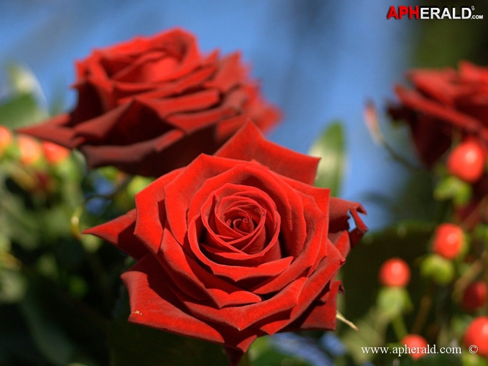 amazing red rose gallery