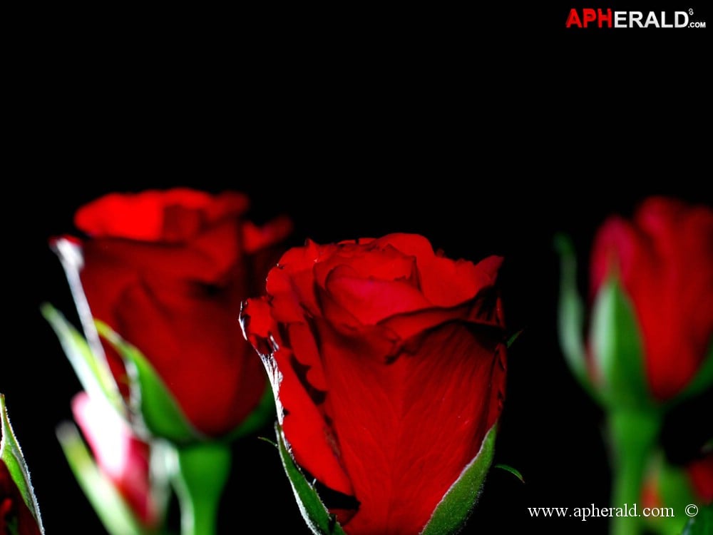 amazing red rose gallery