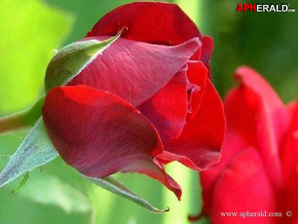 amazing red rose gallery