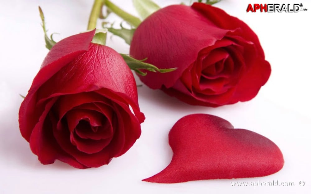 amazing red rose gallery