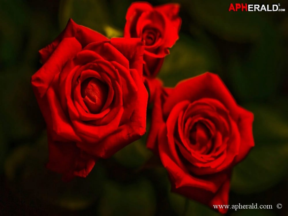 amazing red rose gallery