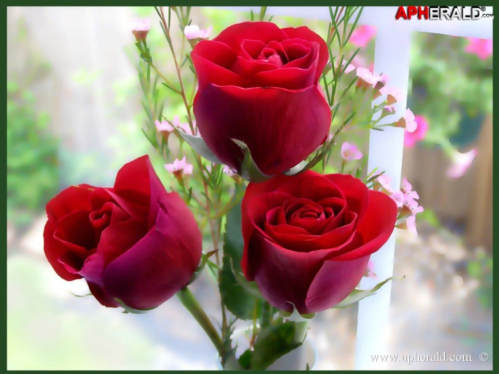 amazing red rose gallery