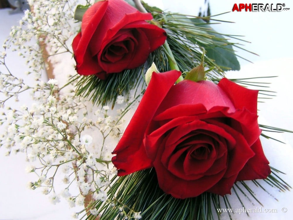 amazing red rose gallery