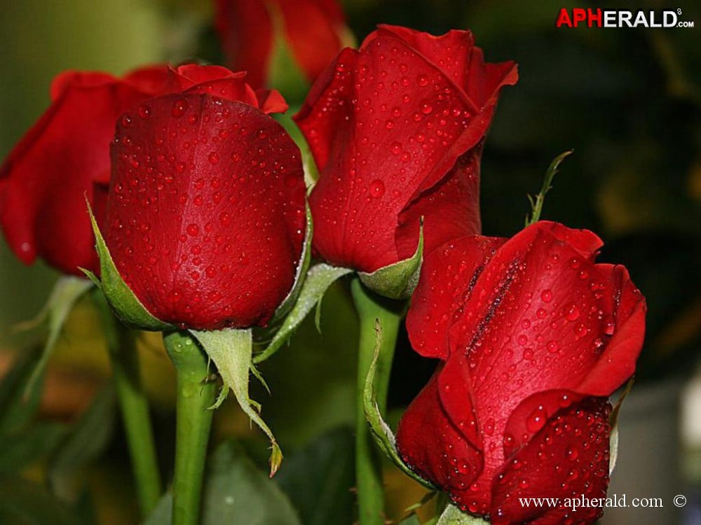 amazing red rose gallery