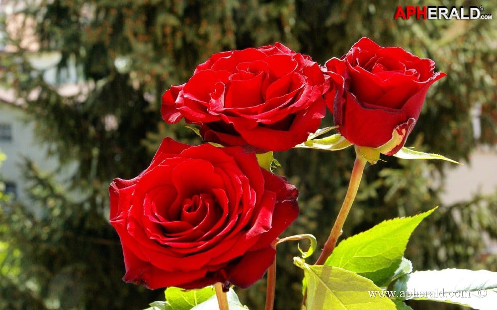 amazing red rose gallery