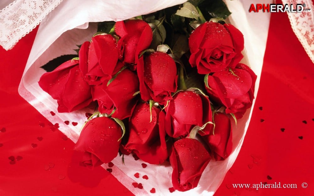 amazing red rose gallery