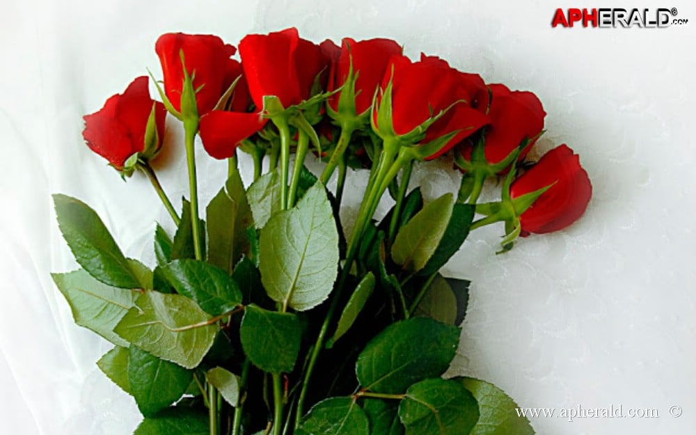 amazing red rose gallery