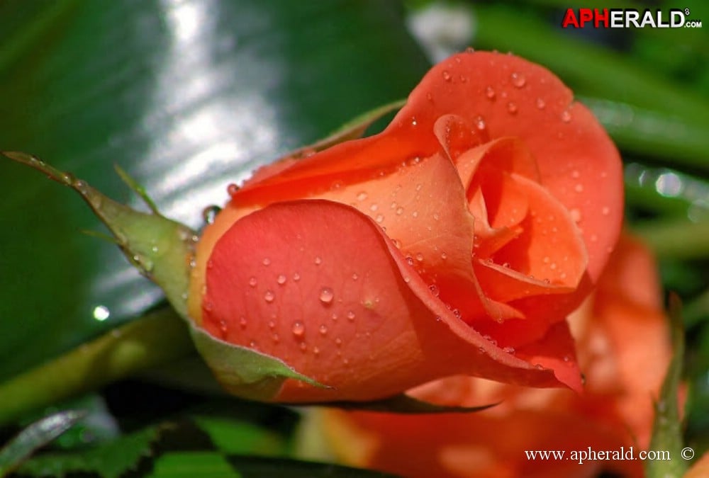 amazing red rose gallery