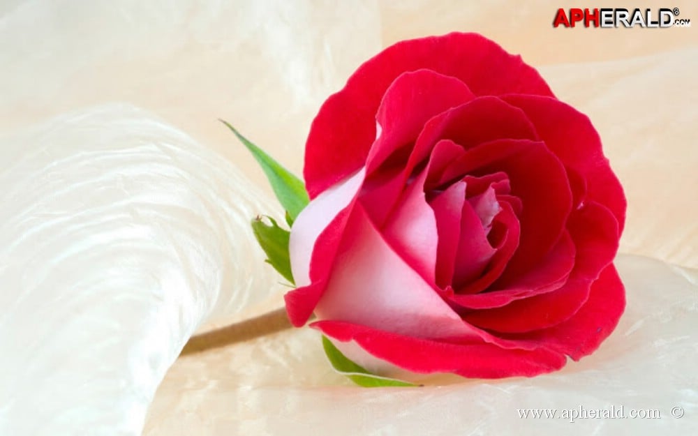 amazing red rose gallery