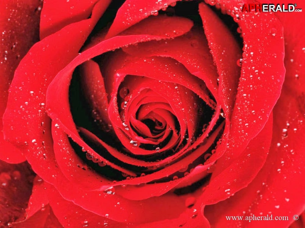 amazing red rose gallery