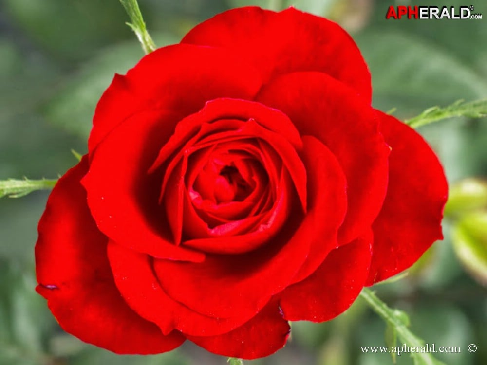 amazing red rose gallery