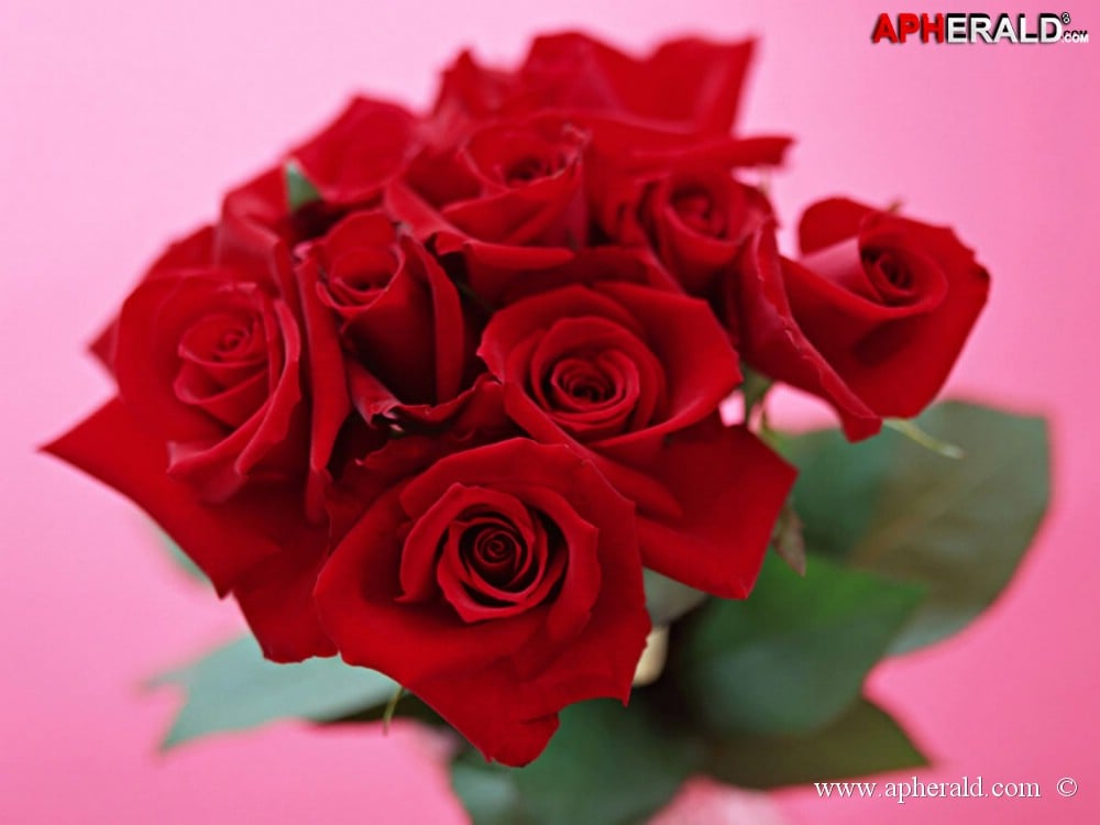 amazing red rose gallery