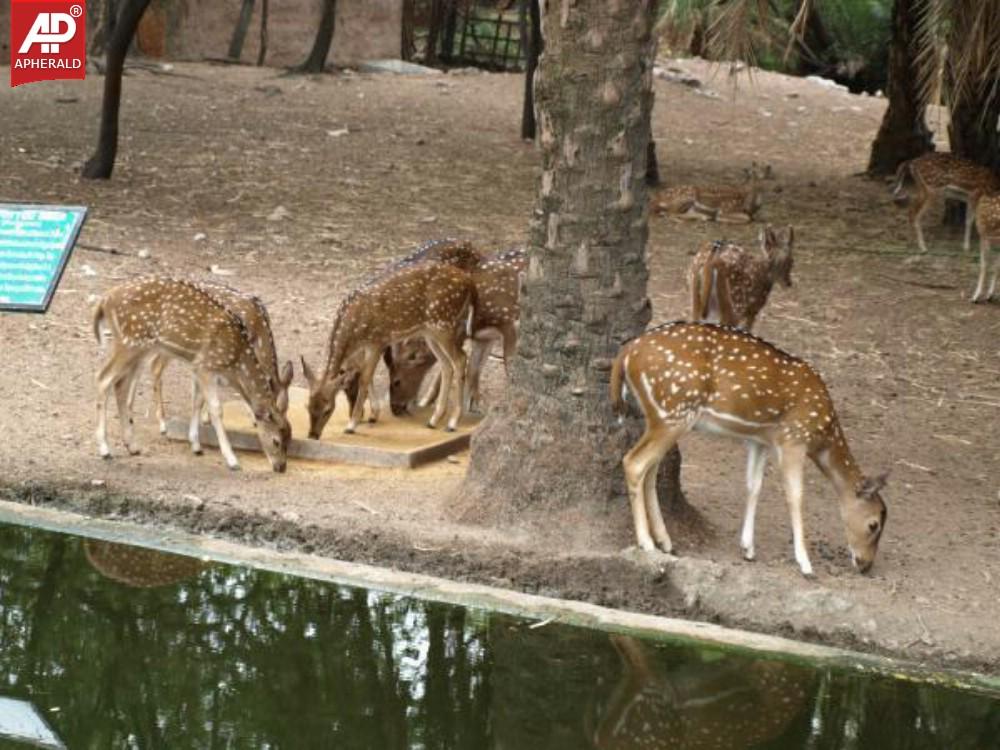 Nehru Zoological Park in Hyderabad Photos