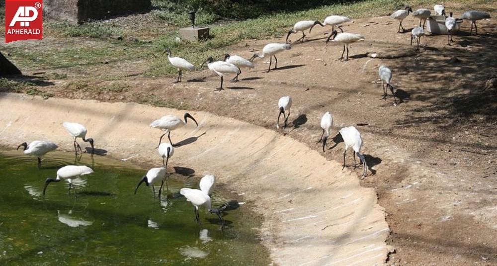 Nehru Zoological Park in Hyderabad Photos