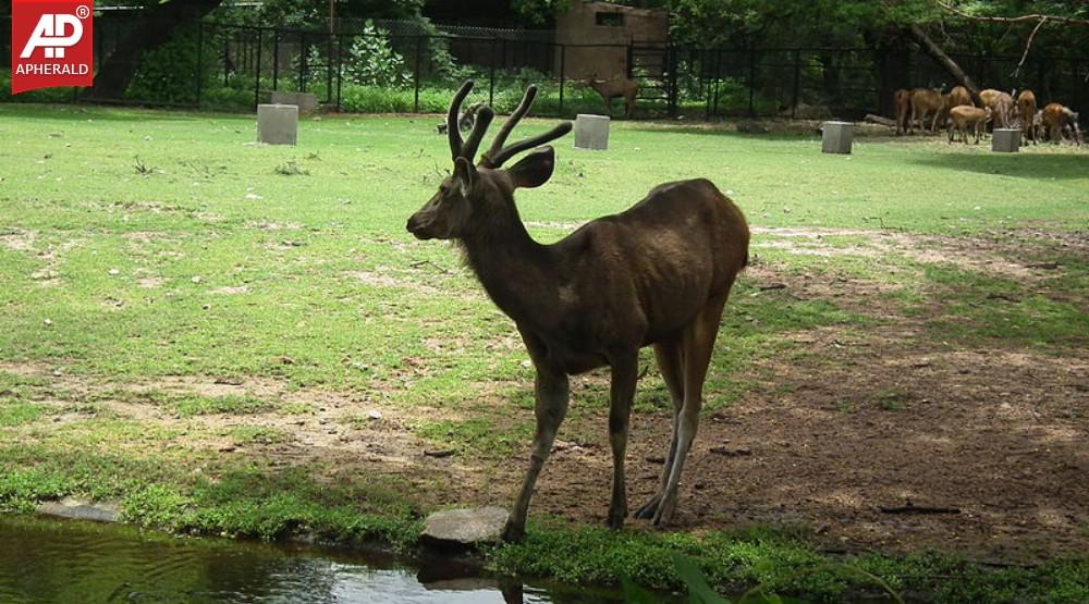 Nehru Zoological Park in Hyderabad Photos