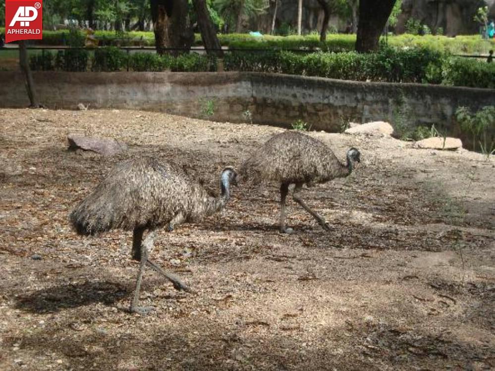 Nehru Zoological Park in Hyderabad Photos