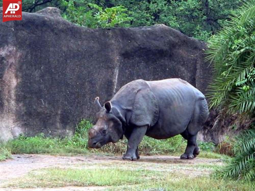 Nehru Zoological Park in Hyderabad Photos