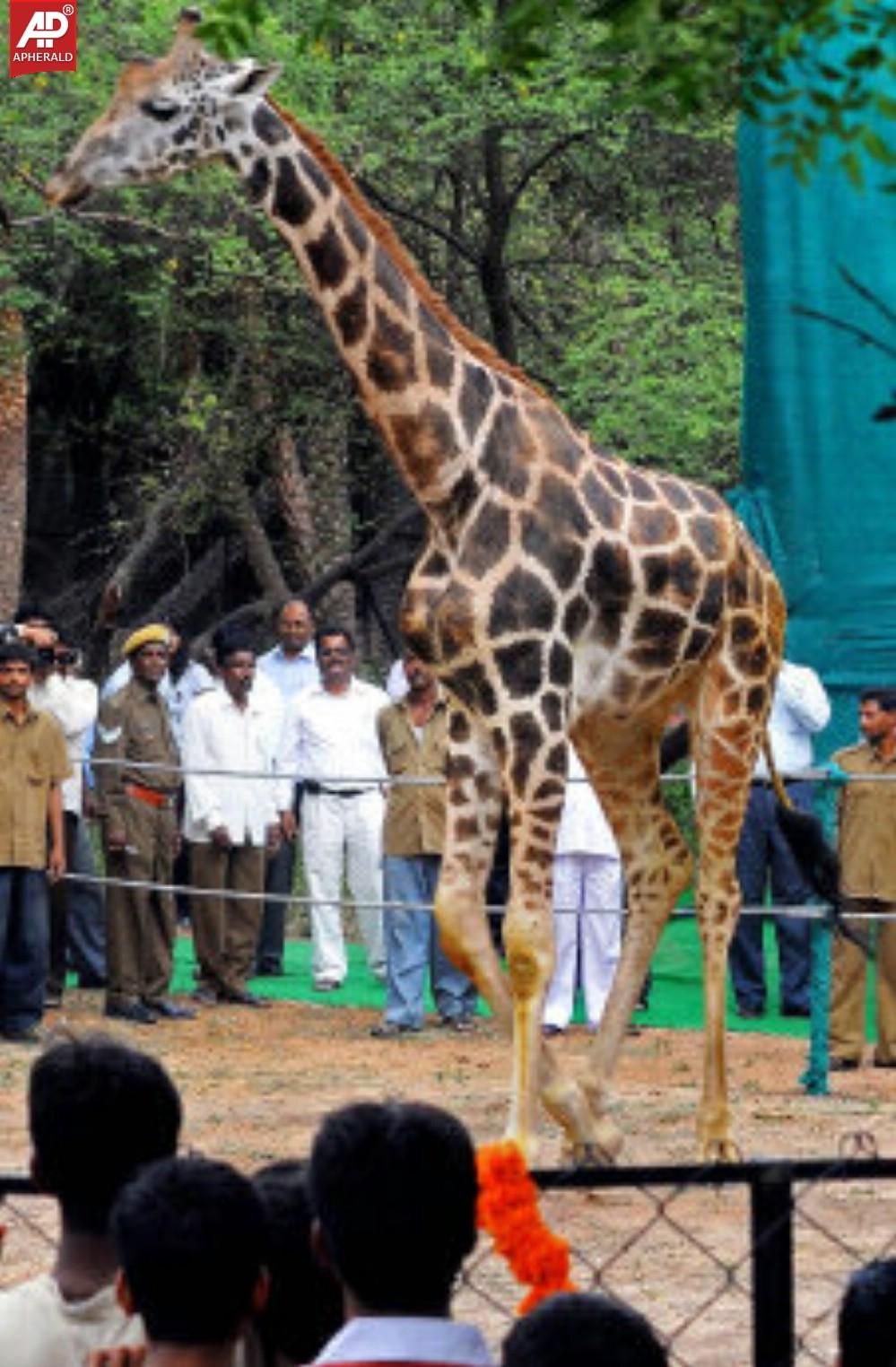 Nehru Zoological Park in Hyderabad Photos