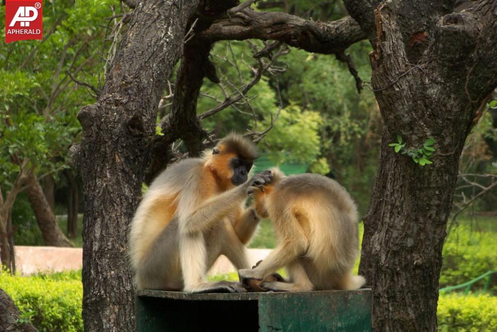 Nehru Zoological Park in Hyderabad Photos