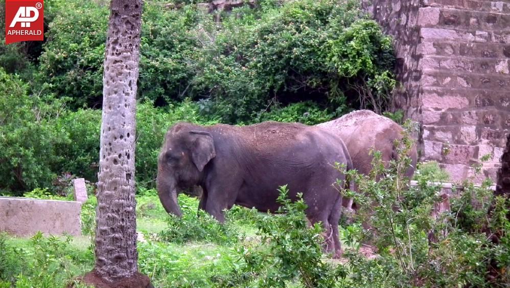 Nehru Zoological Park in Hyderabad Photos