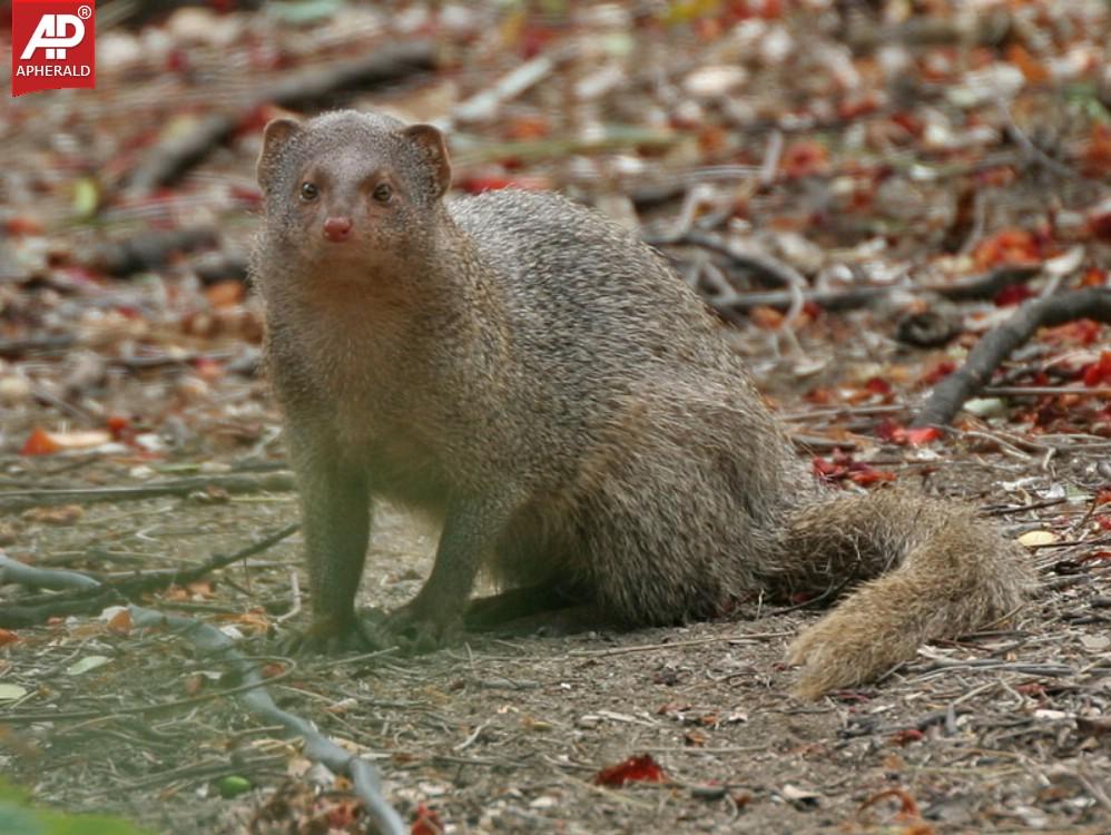 Nehru Zoological Park in Hyderabad Photos