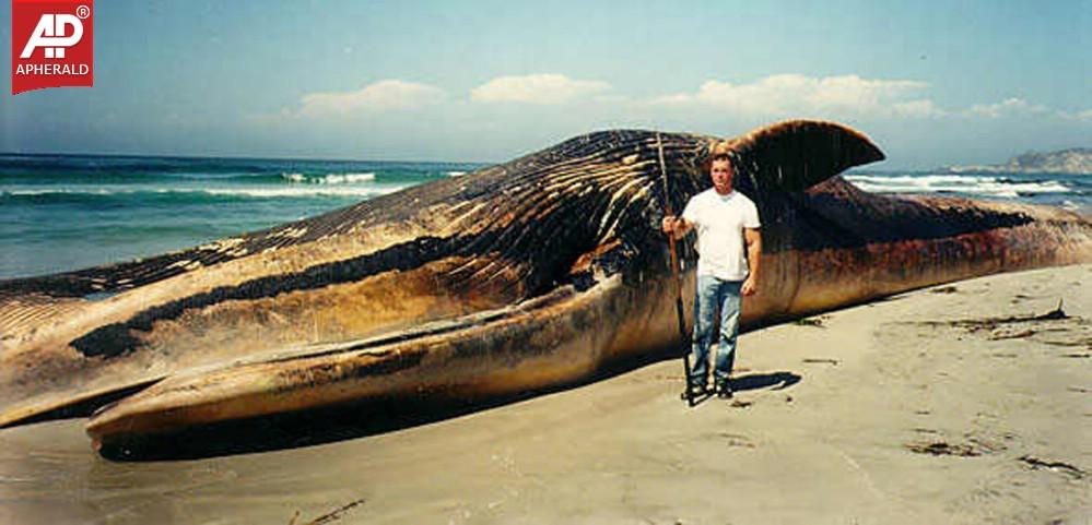 World's Largest Animals Photos