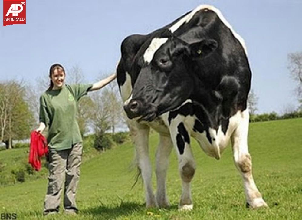 World's Largest Animals Photos