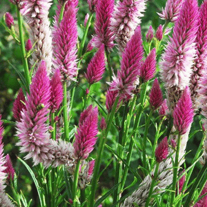 CELOSIA