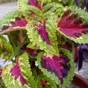 COLEUS