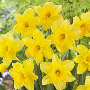 DAFFODIL