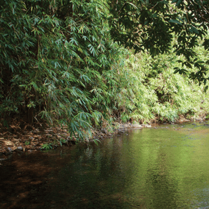 Parambikulam