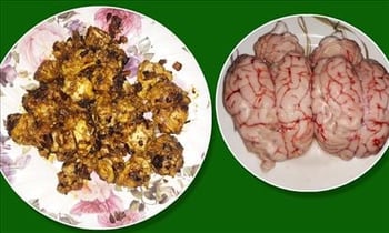 goat brain