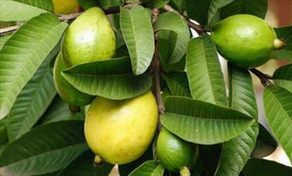 షుగర్ కు చెక్ పెట్టే జామాకులు !