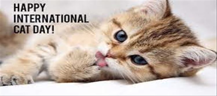 History Of International Cat Day Things To Know