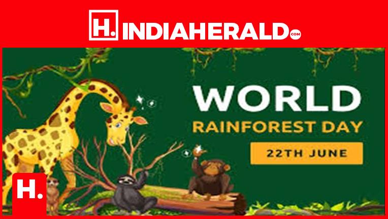World Rainforest Day: Save the rainforest, save yourself?