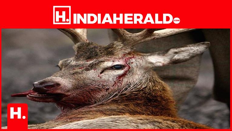 Zombie Deer Virus; Middle East is Safe But Medical Professionals Cautioned  the Risk of Infection in Human