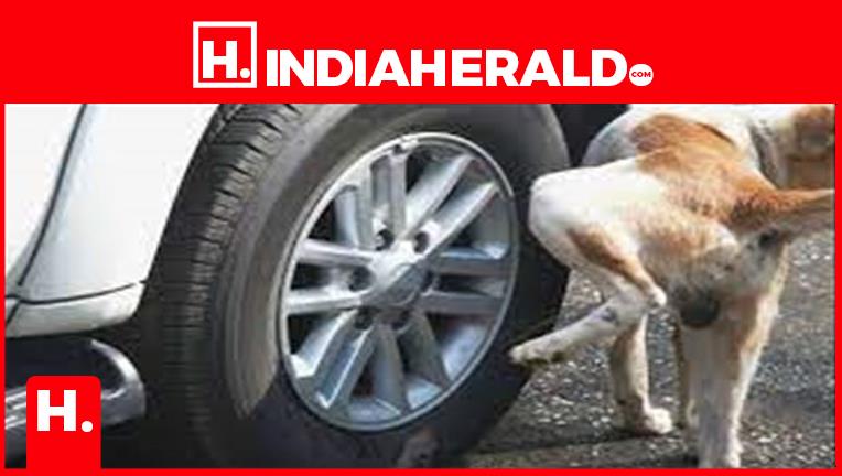 why-do-dogs-always-urinate-on-poles-and-car-tyres