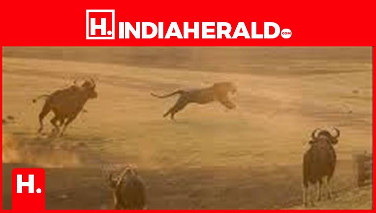 A Tiger Aggressively Chased A Bison Near Pollachi